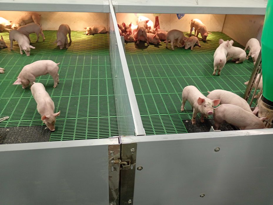 Prosięta stała dostępność waga 30 kg