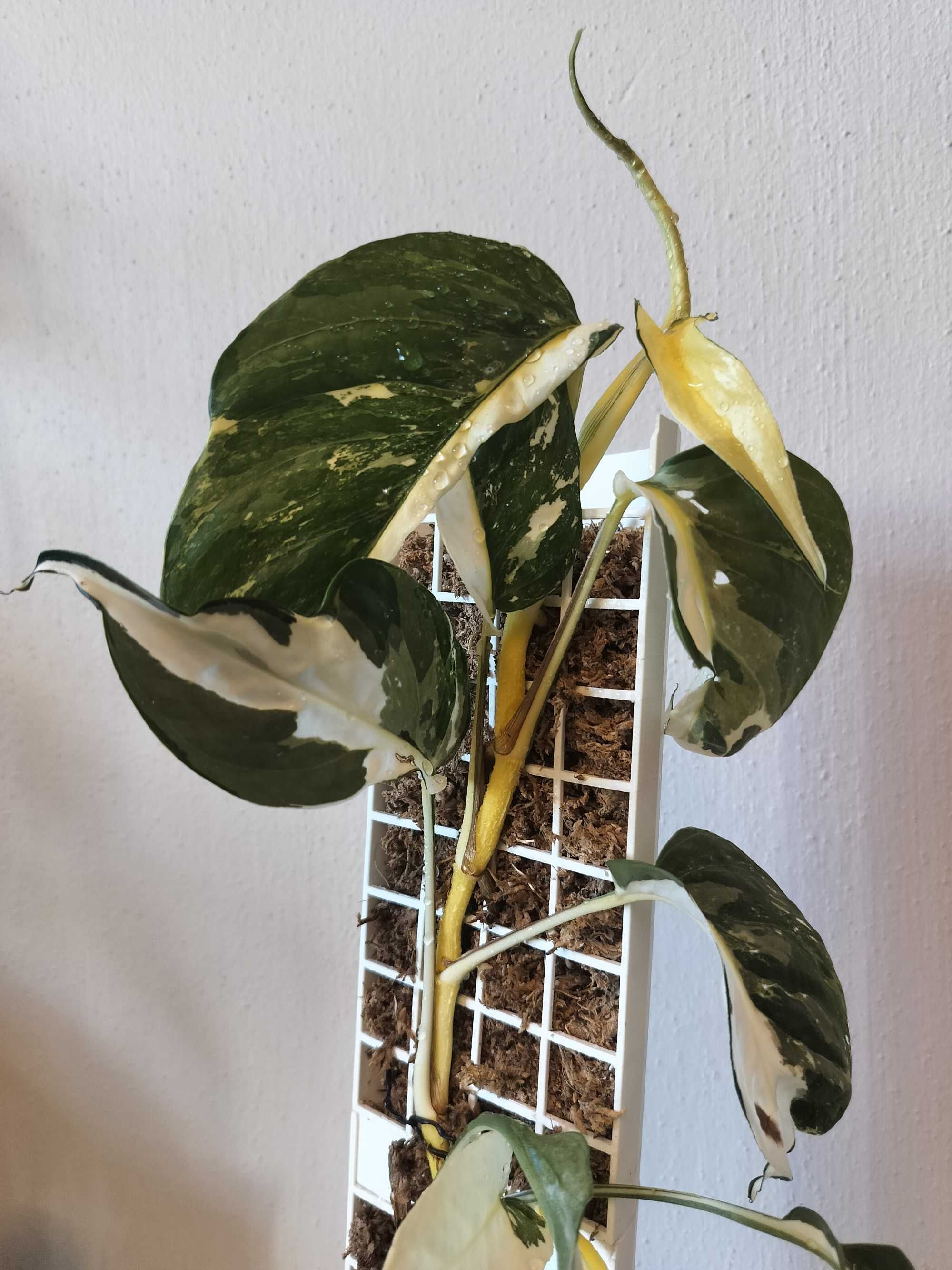 Epipremnum Pinnatum Variegata
