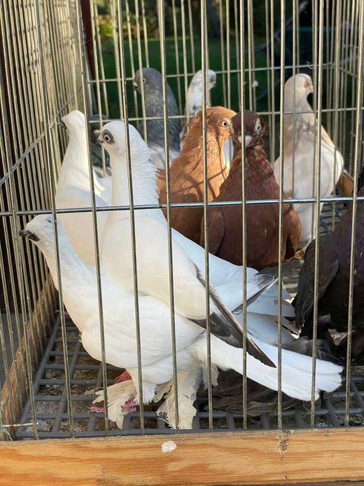 Gołębie ozdobne różnych ras