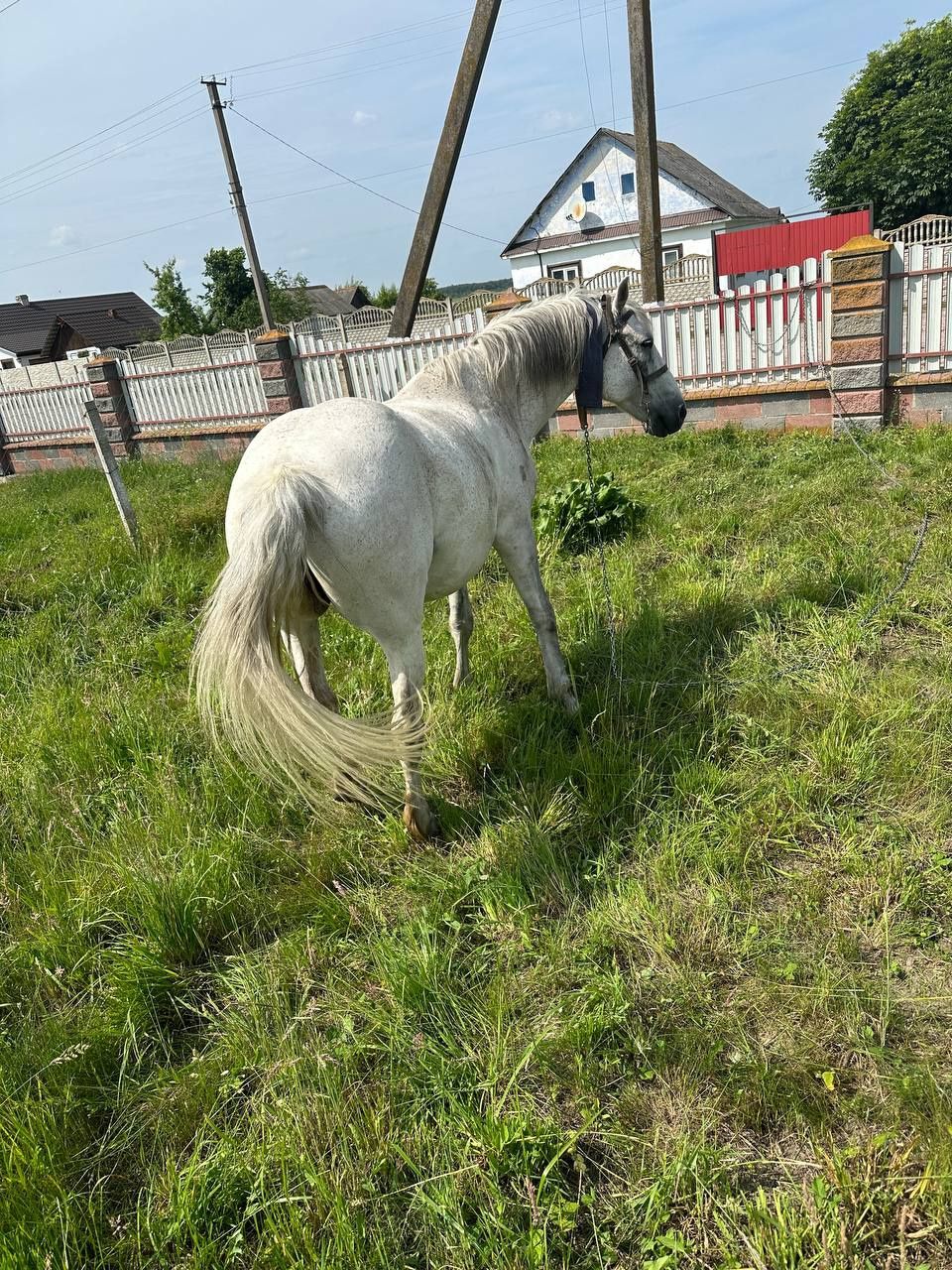 Гарний робочий кінь