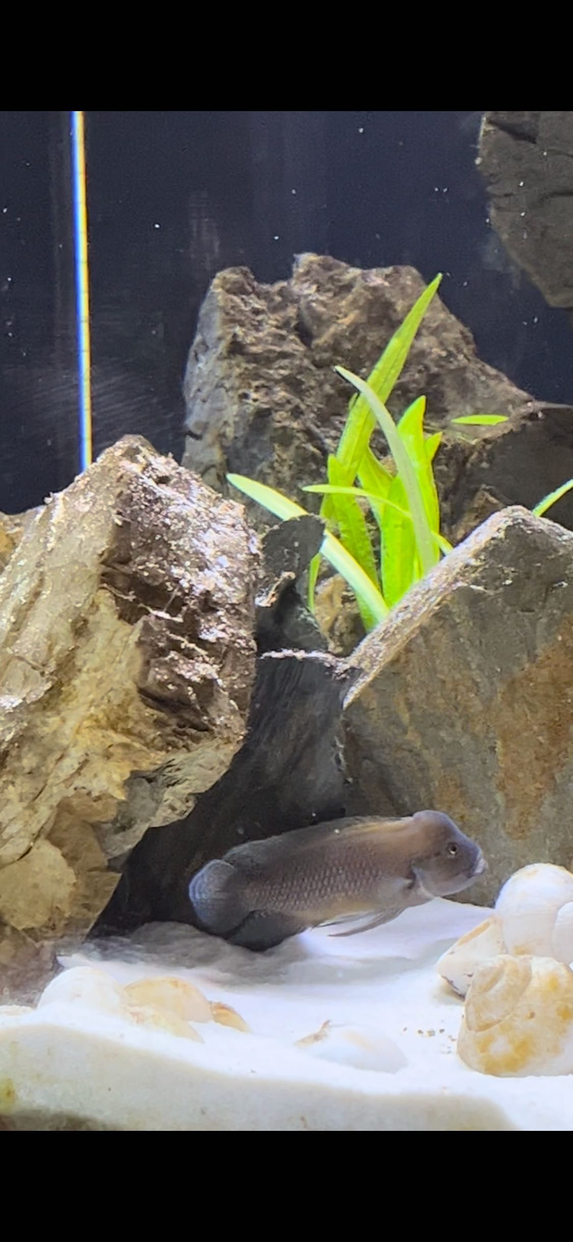 Telmatochromis temporalis shell Mpulungu - Muszlowce - Tanganika
