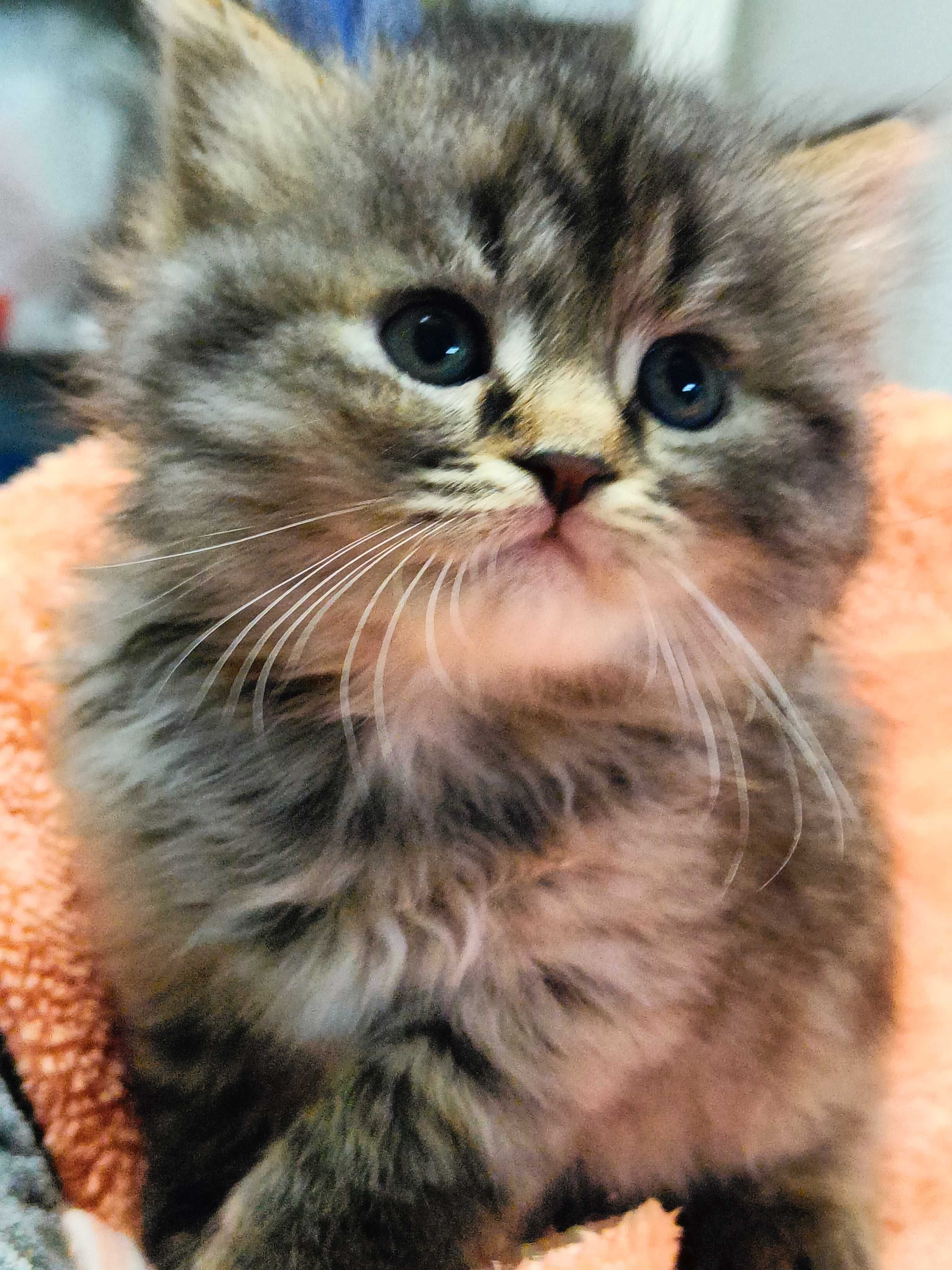 Отдам пушистых котят, возр. 1.5 мес.