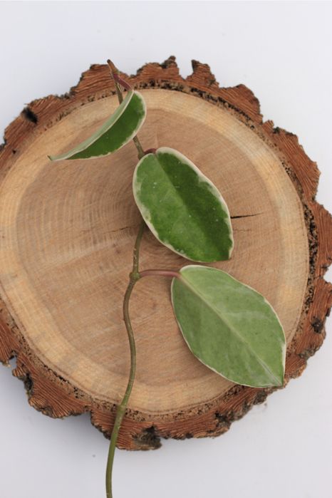 Хойя Krimson Queen