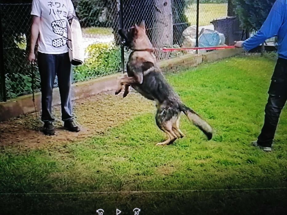 owczarek niemiecki uzytkowy pies wilczasty