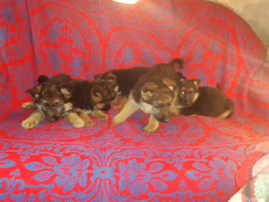 Продам цуциків Німецької вівчарки