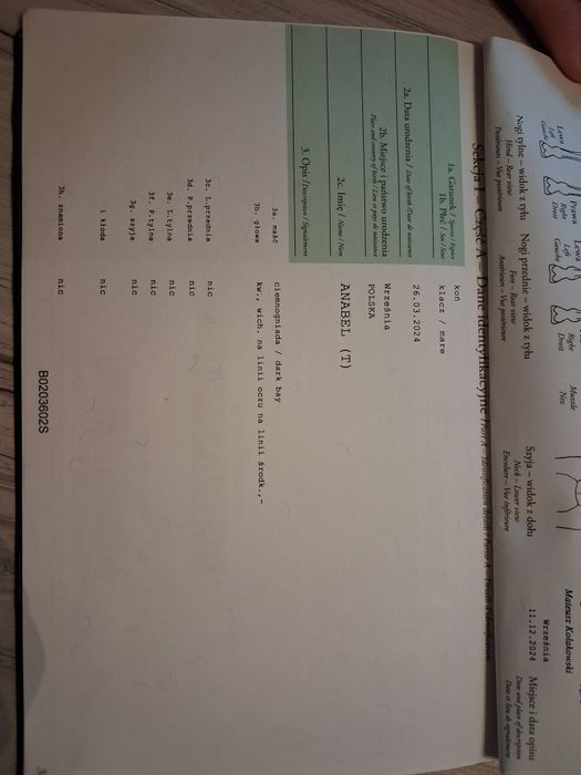 Klacz Śląska 20 miesięcy