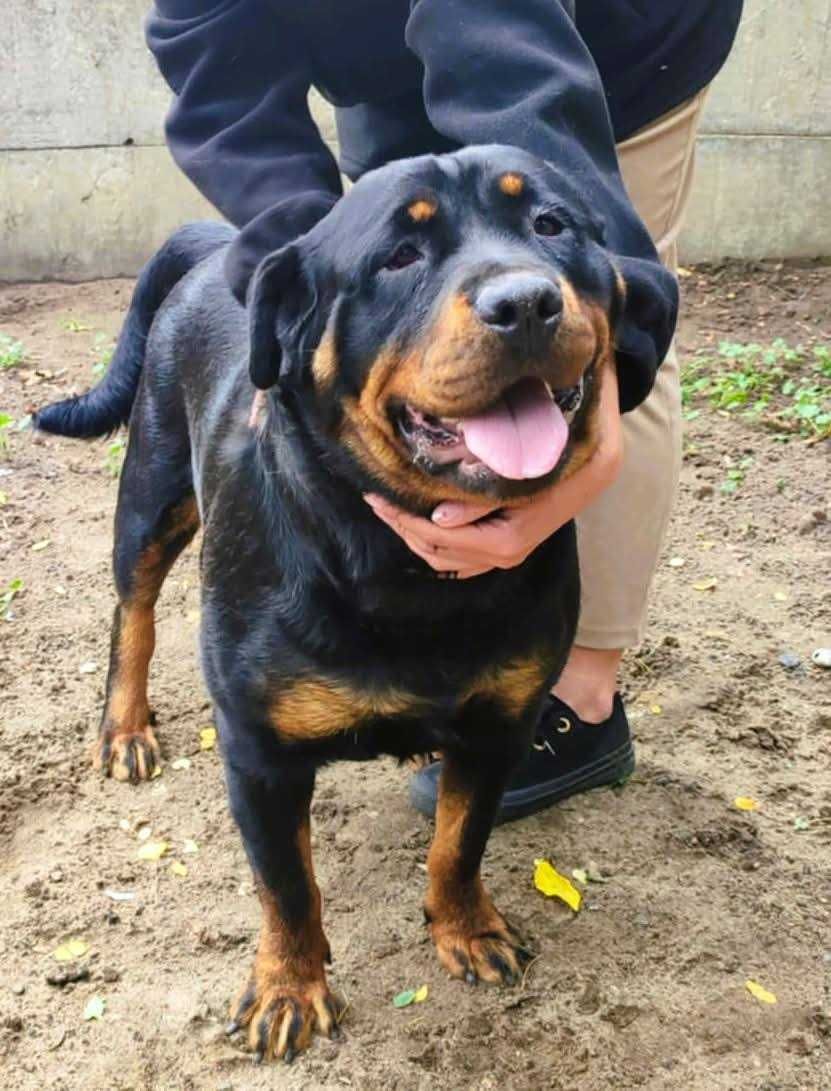 Rottweiler 1 rok szuka domu