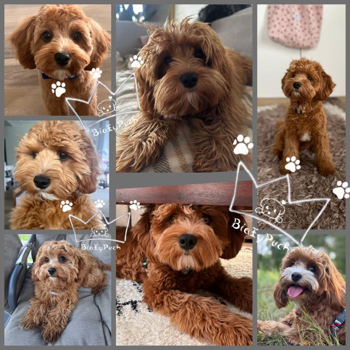 OSTATNIA Suczka Cavapoo cavadoodle pudel toy  red badania paszport wy