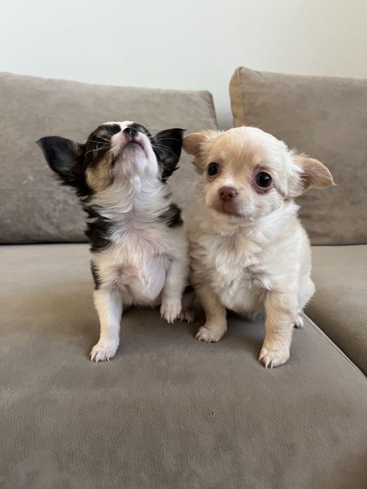 Продаються цуценята Чихуахуа