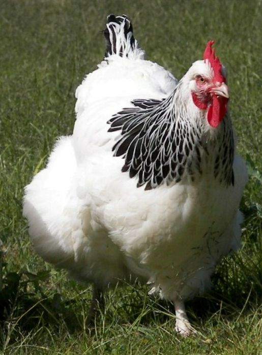 Курка несушка породи чеський домінант.
