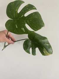 Monstera thai constellation