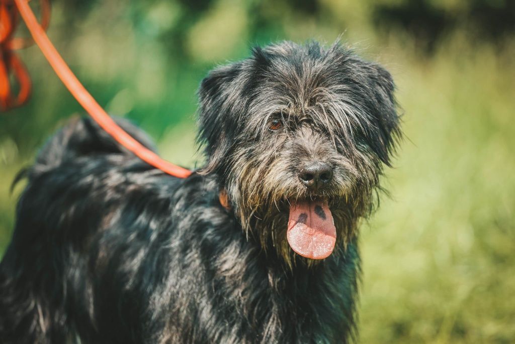 Szubi do adopcji!