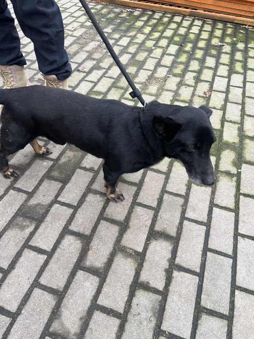 Starachowice. Znaleziony pies.