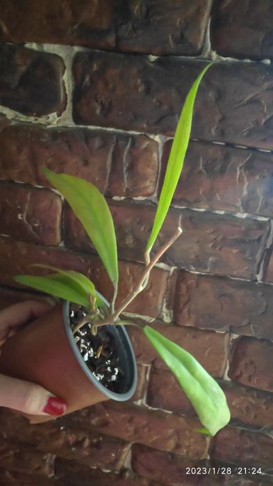 Hoya Pubicalyx Red Button, flor de cera