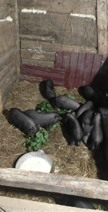 В'єтнамські свині