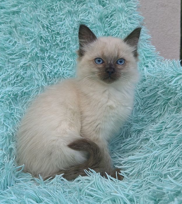 Kocurek Ragdoll seal point
