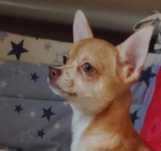 TEODOR Piesek chihuahua krótkowłosy z badaniem głowy i serca