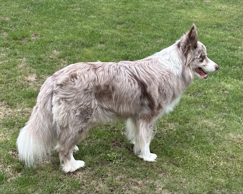 Border collie- ZKwP/FCI
