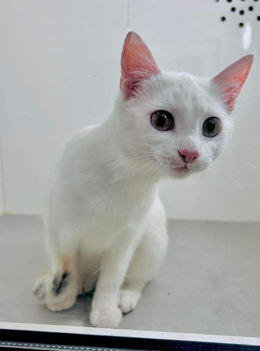 Чисто біле кошеня в добрі руки