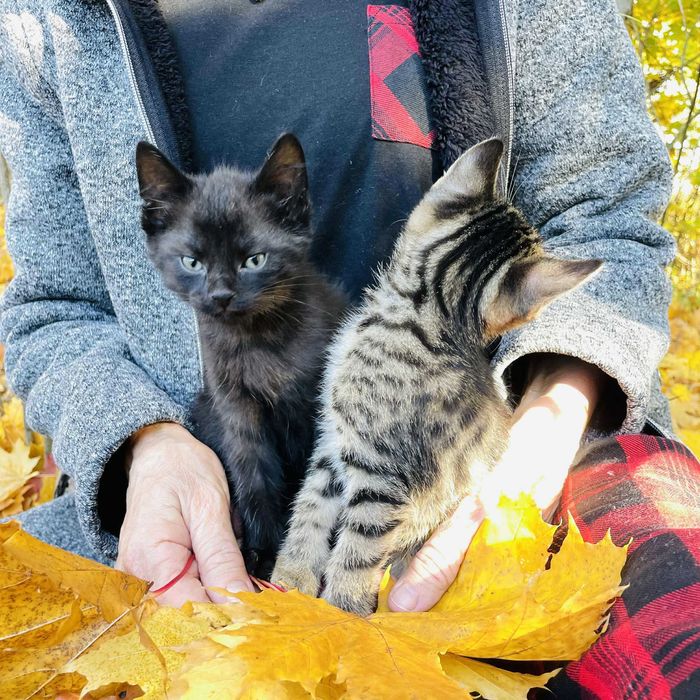 Oddam kotów za darmo