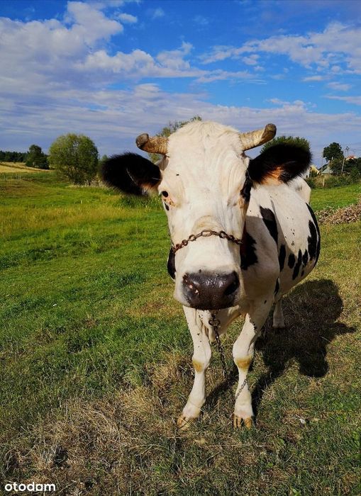 Działka budowlana w otoczeniu lasów i jezior