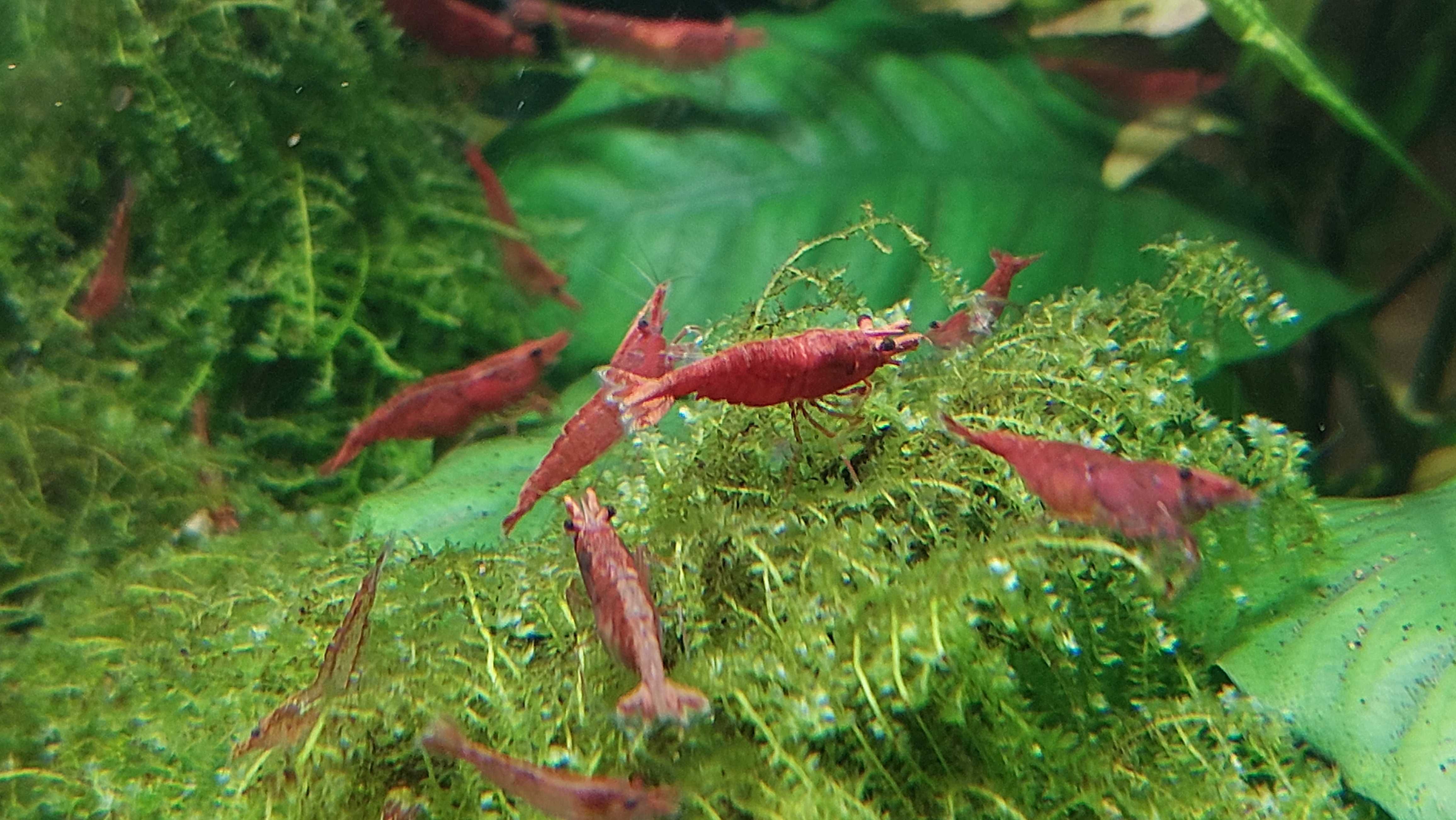 Krewetki Red Cherry (Neocaridina Davidi Var. Red) duże, okazja!