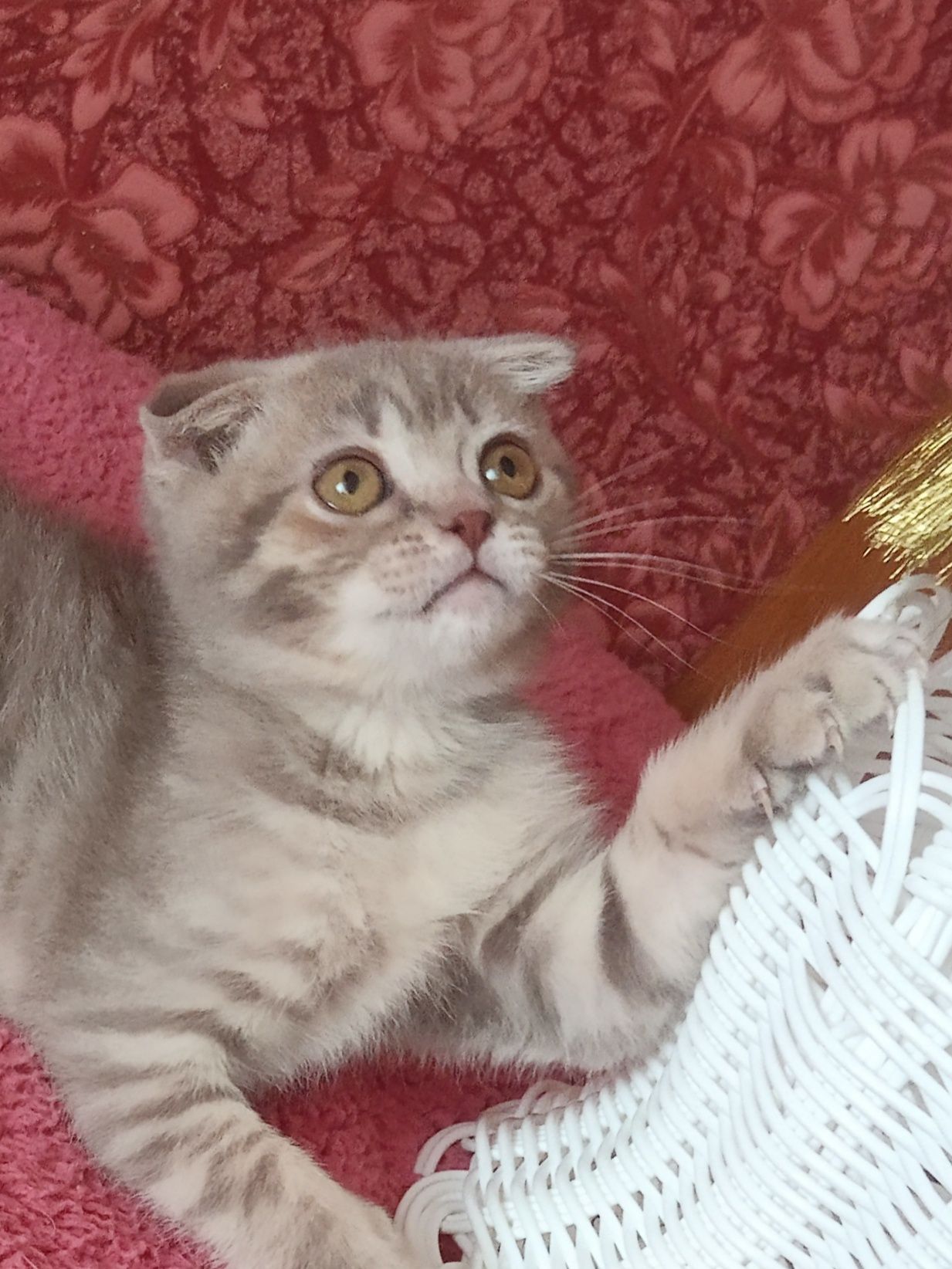 Пухнастий бешкетник