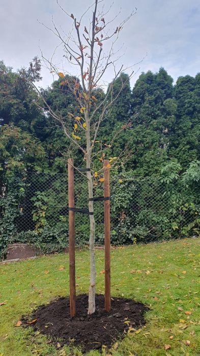 Drzewa alejowe sprzedaż, sadzenie, wiąz, lipa, klon, jarzębina, akacja