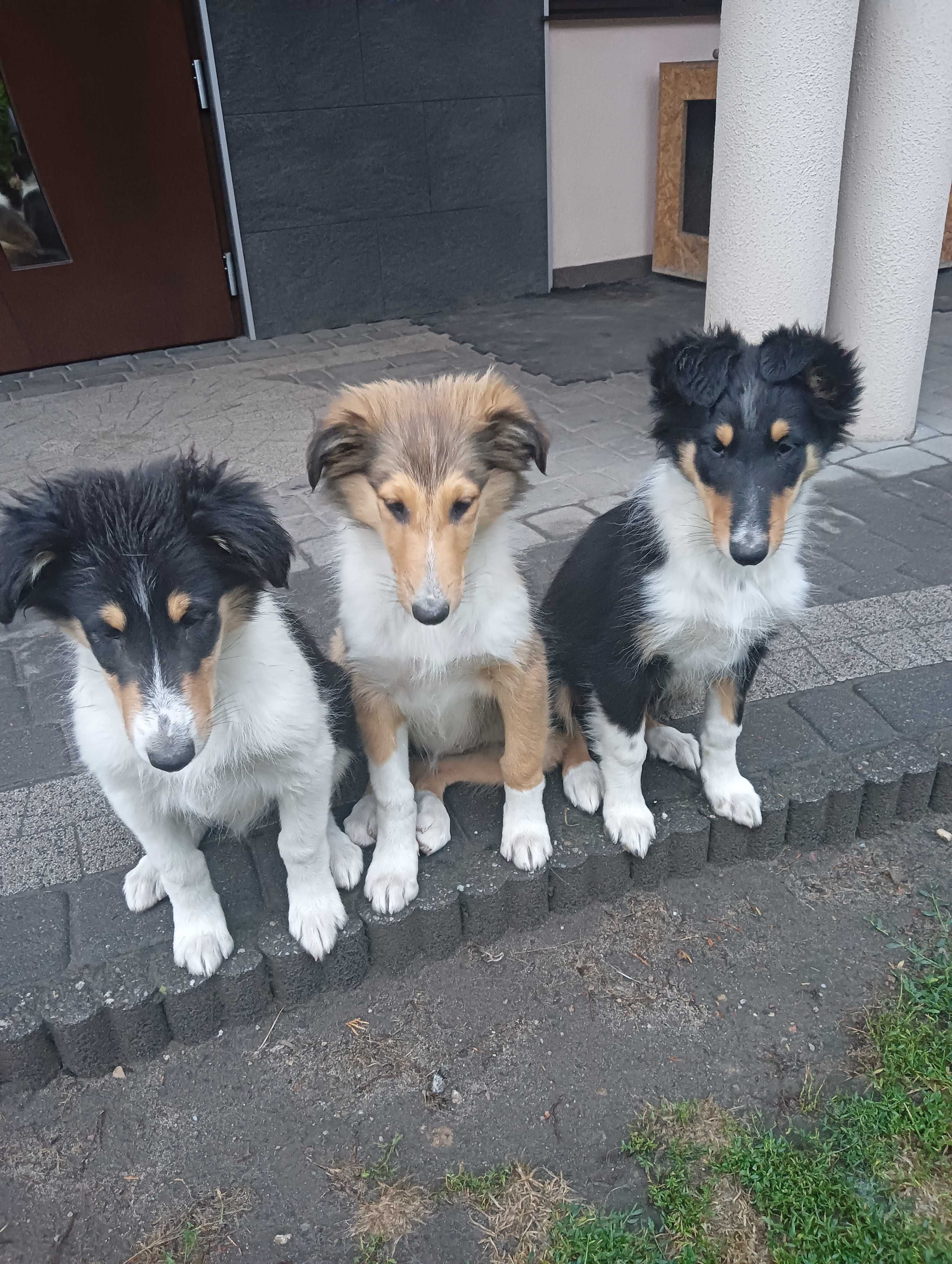 Owczarek szkocki collie