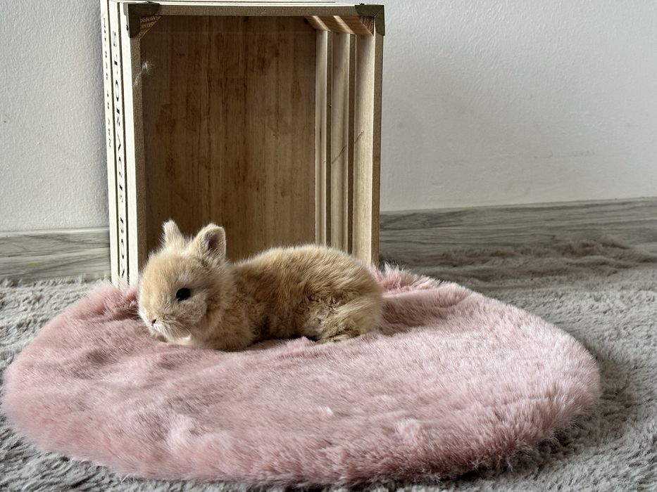 Króliczki Karzełki Teddy Miniaturki Długowłose