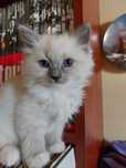 Gdańsk RAGDOLL-KOTKA-do rezerwacji/ odbiór KONIEC 08. 2025