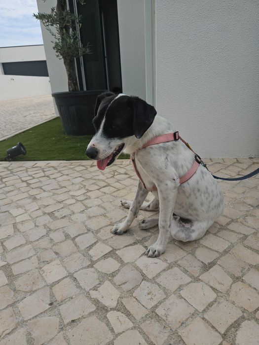 Cão Fofo para Adoção - Urgente