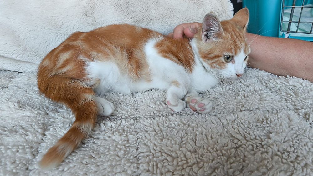 Gatinhos para adoção com esterilização gratuita