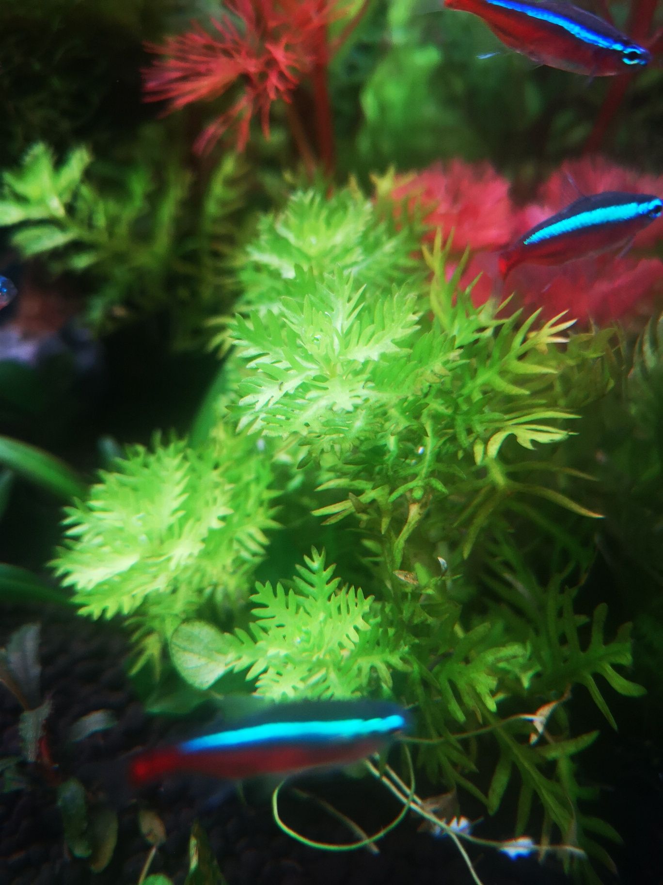 Podas de Plantas Aquário
