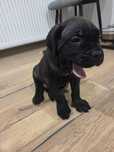 Cane Corso Italiano Gotowe do odbioru. Hodowla CORSO GRANDE E FORTE