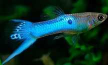 Gupik Blue Japan