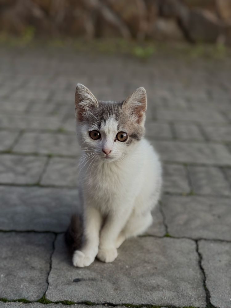 Кошенята в добрі руки