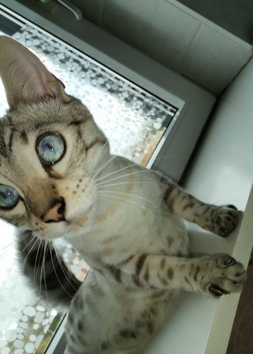 Koty rasowe bengalskie