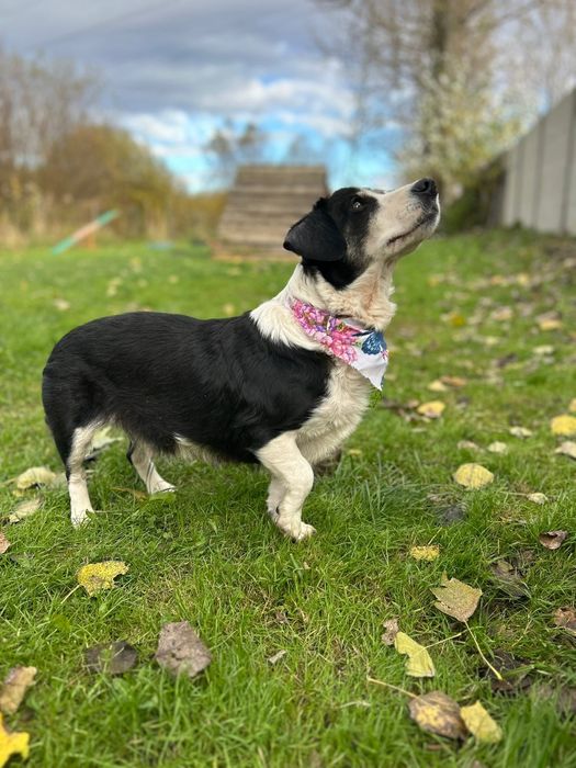 Malutka kochana Neska szuka domu