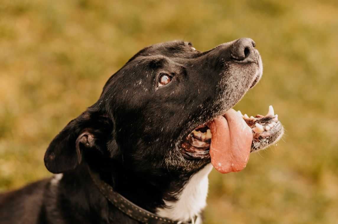 Jestem czarny, jestem duży... Nikt mnie nie adoptuje...