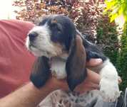 Szczeniak Grand Basset GRIFFON VENDEEN FCI