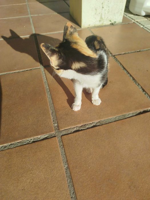 Gata pequena tricolor com 3 meses