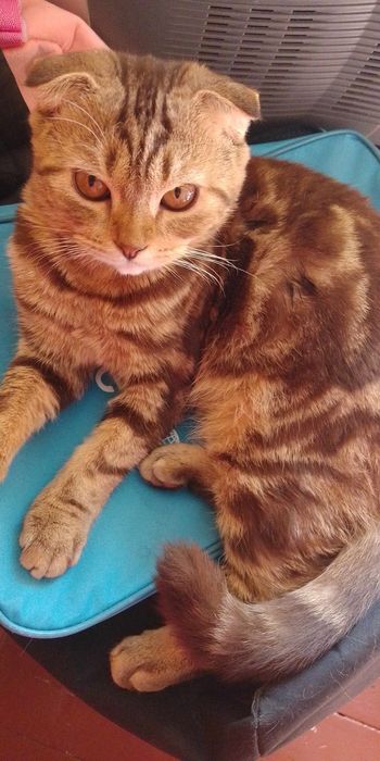 Сведем веслоухого британського кота