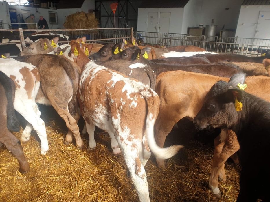 Sprzedaż bydła samodzielnego od 130kg