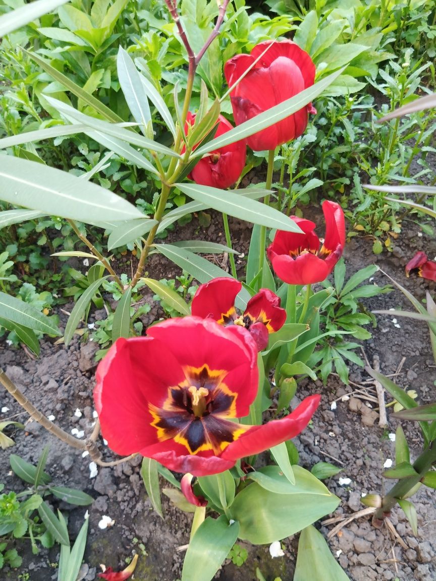 Цибулини раніх тюльпанів