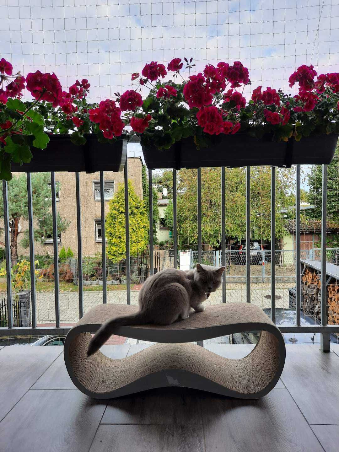 Siatka na balkon dla kota/przeciw ptakom Zestaw 3x6m
