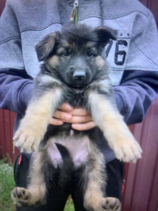 Цуценята Німецької вівчарки