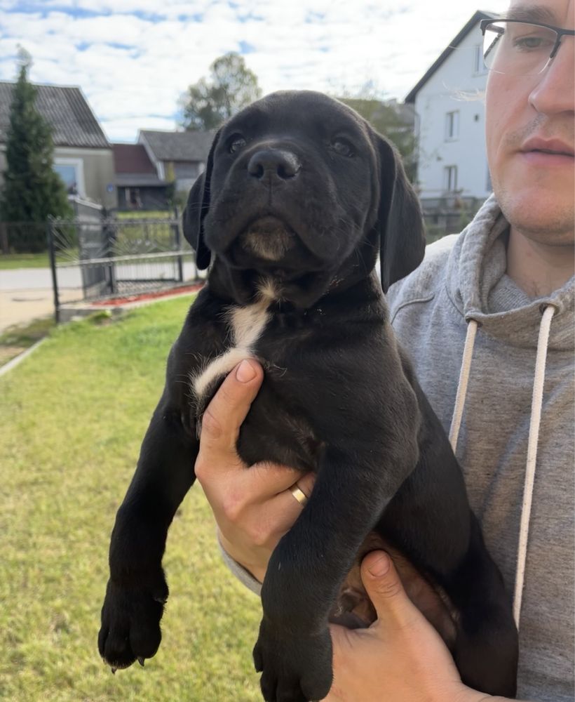 Cane Corso suczka