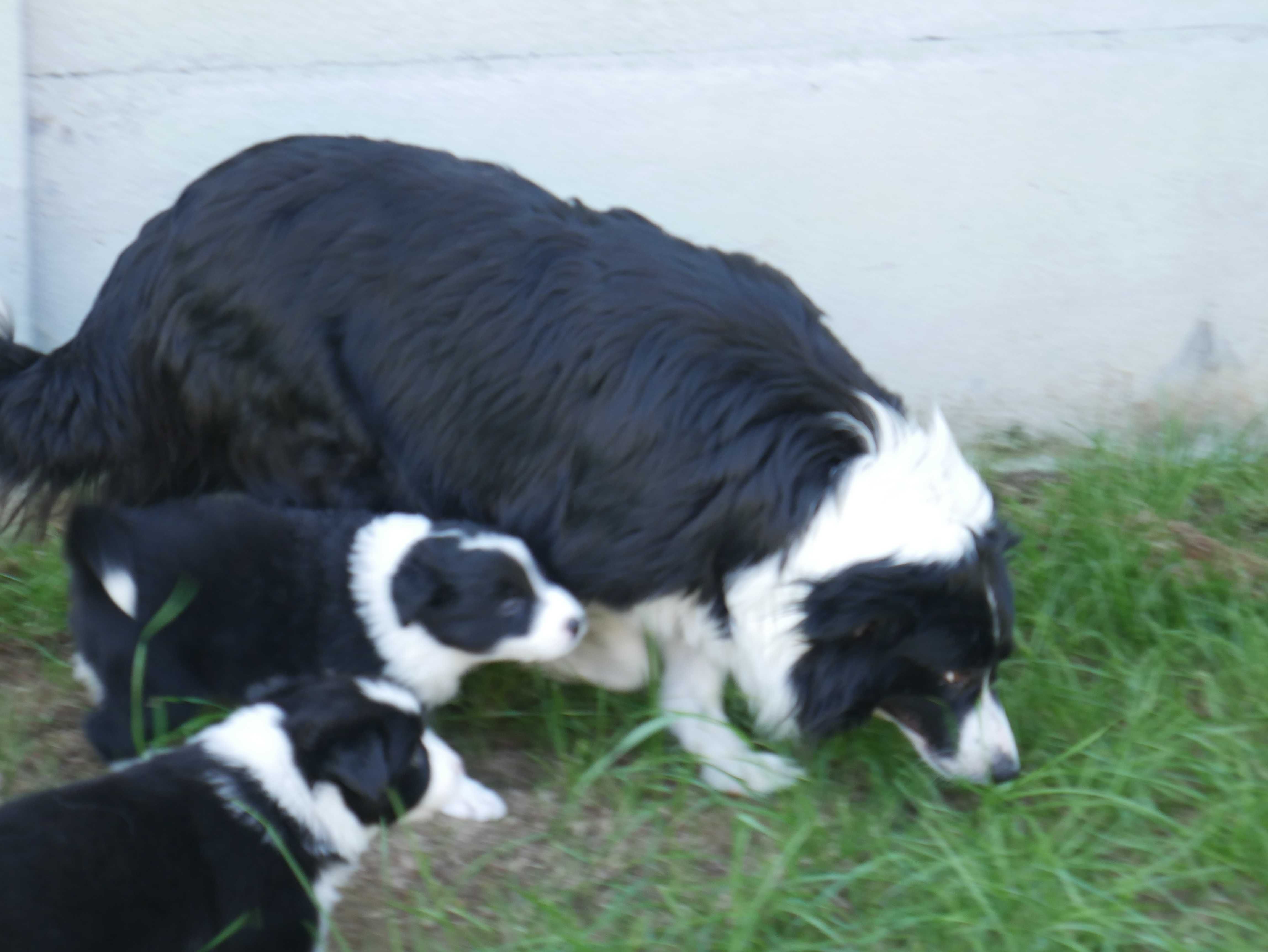 Border Collie chłopak