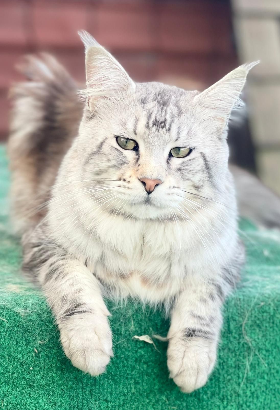 Koty Maine Coon Mco do rezerwacji